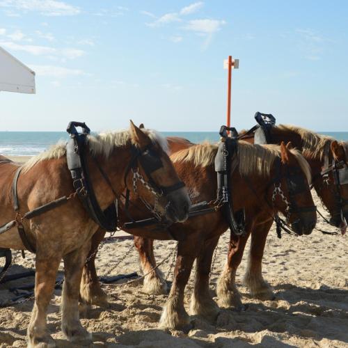 Landbouwweekend Middelkerke is proeven van landbouw aan zee