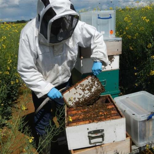 Apiculture De Bieloge Struye - Decat