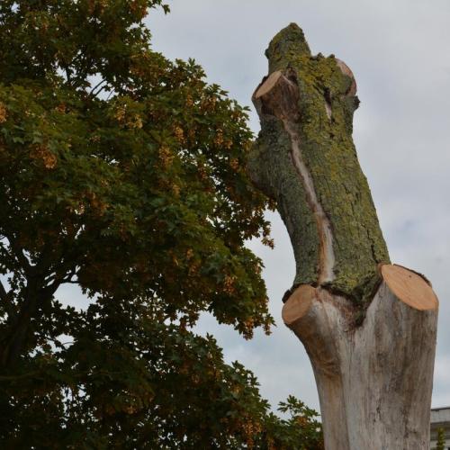 Waarom de groendienst een dode boom laat staan