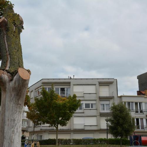 Waarom de groendienst een dode boom laat staan