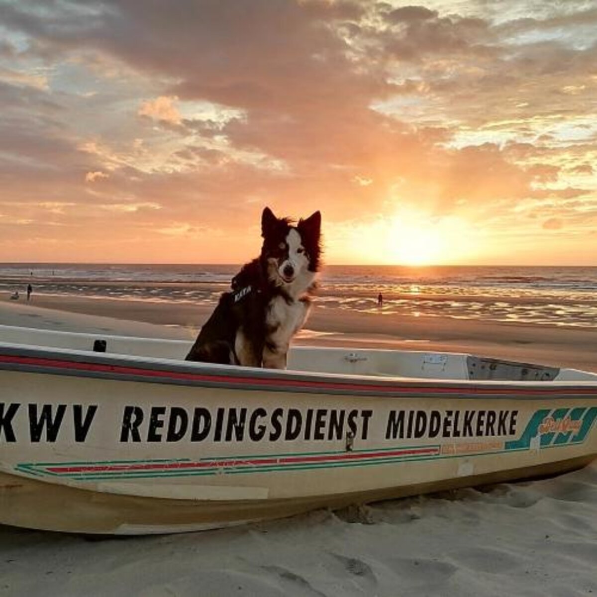 Hondenstrand verhuist naar Louis Logierlaan