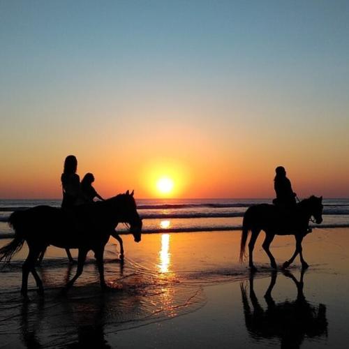 Horses