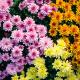 chrysanten
