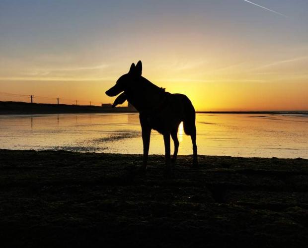 S'amuser avec votre chien sur la plage